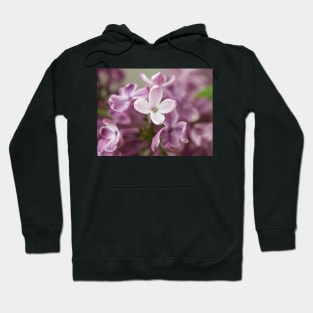 Lilac Petals Hoodie